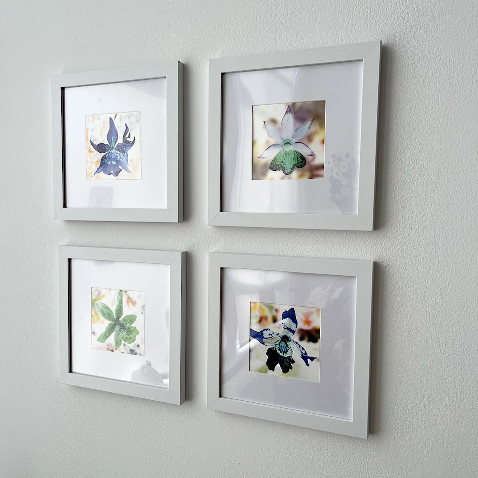 'see nature anew' - series II - set of 4