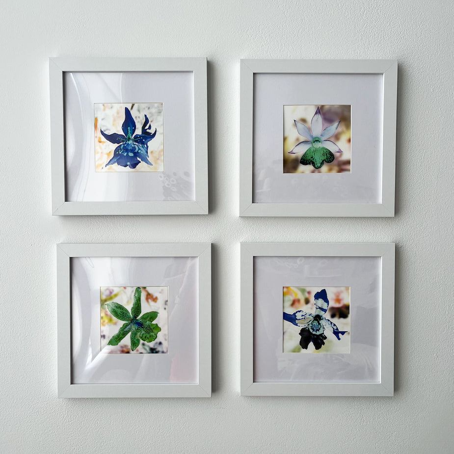 'see nature anew' - series II - set of 4