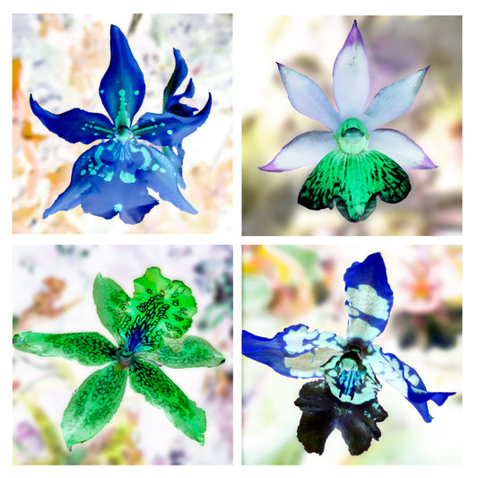 'see nature anew' - series II - set of 4