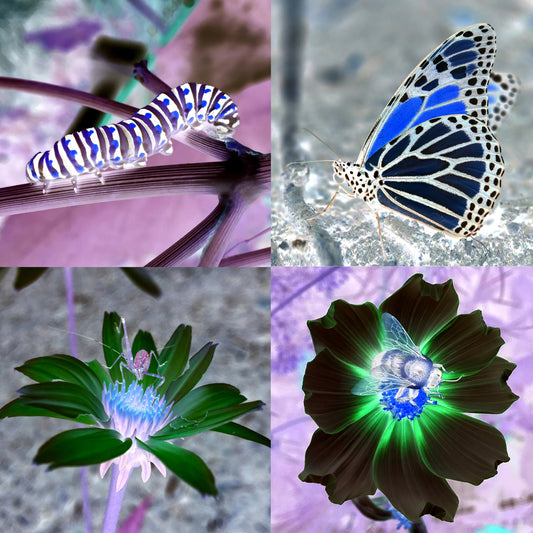 'see nature anew' - Series I - set of 4